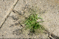 Straatliefdegras; Indian lovegrass; Eragrostis pilosa