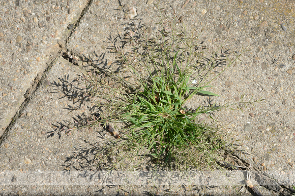 Straatliefdegras; Indian lovegrass; Eragrostis pilosa