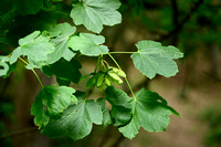Gewone esdoorn; Sycamore; Acer pseudoplatanus