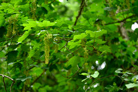 Gewone esdoorn; Sycamore; Acer pseudoplatanus