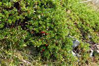 Berendruif; Bearberry; Arctostaphylos uva-ursi