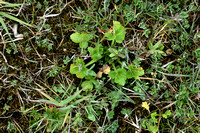 Behaarde boterbloem; Hairy buttercup; Ranunculus sardous