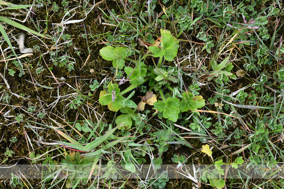 Behaarde boterbloem; Hairy buttercup; Ranunculus sardous