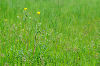 Behaarde Boterbloem; Hairy Buttercup;Ranunculus sardous