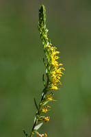 Gele ogentroost; Odontites luteus subsp. luteus