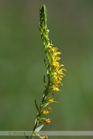 Gele ogentroost; Odontites luteus subsp. luteus