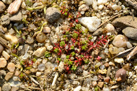 Mosbloempje; Mossy Stonecrop; Crassula tillaea;