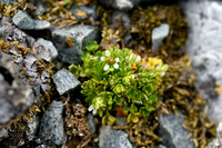 Alpine Brook Saxifrage; Saxifraga rivularis
