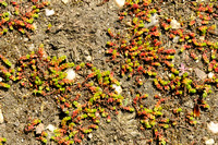 Mosbloempje; Mossy Stonecrop; Crassula tillaea;