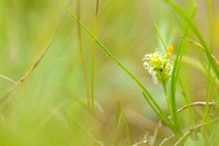 Dwergzegge; Little Green Sedge; Carex oederi subsp. oederi