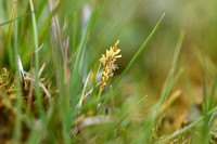 Dwergzegge; Little green sedge; Carex oederi;