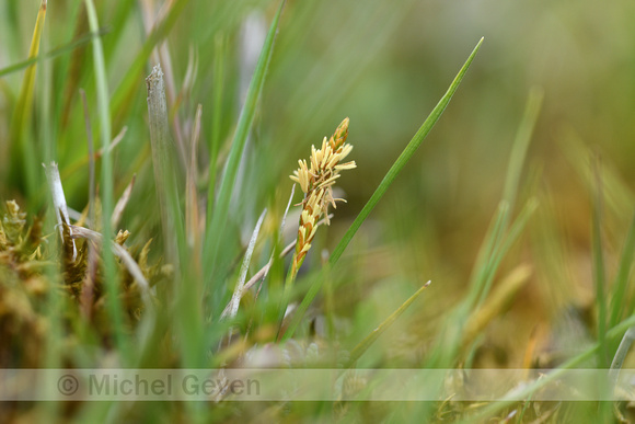 Dwergzegge; Little green sedge; Carex oederi;