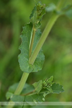 Raapzaad; Turnip; Brassica rapa