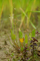 Slanke waterweegbree; Narrow-leaved Water-plantain; Alisma lanceolatum