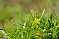 Dwergzegge; Little Green Sedge; Carex oederi subsp. oederi;