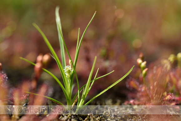 Dwergzege; Little Green Sedge; Carex oederi subsp. oederi