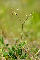 Kalkhoornbloem; Grey mouse-ear; Cerastium brachypetalum