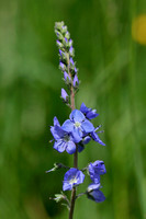 Brede Ereprijs; Veronica austriaca subsp. teucrium; Large speedwell