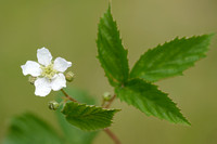 Hazelaarbraam; Rubus corylifolius