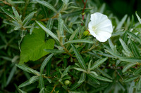 Haagwinde - Hedge bindweed - Convolvulus sepium