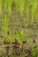 Slanke waterweegbree - Narrow-leaved Water-plantain - Alisma lanceolatum