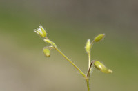 Kalkhoornbloem; Grey mouse-ear; Cerastium brachypetalum