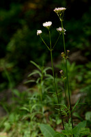 Valeriana officinalis subsp. tenuifolia