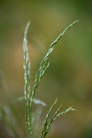 Draadzwenkgras; Various-leaved Fescue; Festuca heterophylla