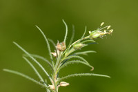Struikweegbree; Shrubby Plantain; Plantago sempervirens