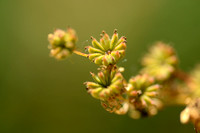 Knolspirea; Common Cudweed; Filipendula vulgaris