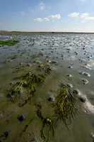 Groot zeegras; Common eelgrass; Zostera marina