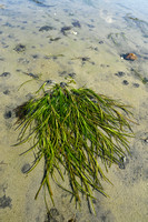 Groot zeegras; Common eelgrass; Zostera marina;