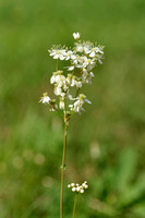 Knolspirea; Common Cudweed; Filiipendula vulgaris;