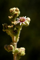 Kalkhuislook; Sempervivum calcareum