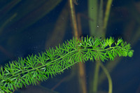 Plat blaasjeskruid - Intermediate Bladderwort - Utricularia intermedia