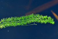 Plat blaasjeskruid; Intermediate Bladderwort; Utricularia interm