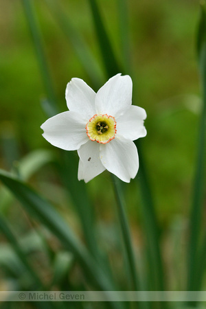 Witte narcis; Pheasant's-eye Daffodil; Narcissus poeticus