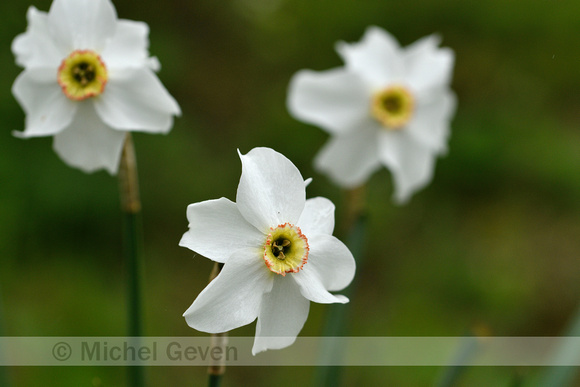 Witte narcis; Pheasant's-eye Daffodil; Narcissus poeticus