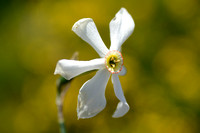 Dichtersnarcis; Witte Narcis;Poet's Daffodil;Narcissus poeticus
