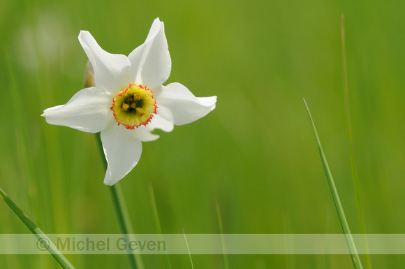 Dichtersnarcis; Witte Narcis;Poet's Daffodil;Narcissus poeticus