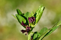 Vicia serratifolia