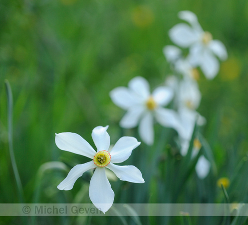 Witte Narcis; Narcissus poeticus; Poet's Daffodil;
