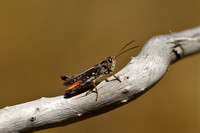 Bruin schavertje; Orange-tipped Grasshopper; Omocestus haemorrho