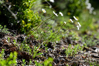 Leucanthemum burnatii