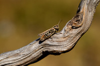 Bruin schavertje; Orange-tipped Grasshopper; Omocestus haemorrho