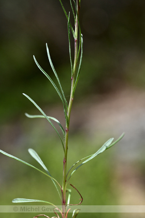 Leucanthemum burnatii