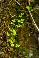 Jersey Fern; Anogramma leptophylla