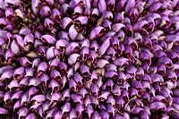 Paarse Schubwortel - Purple Toothwort - Lathraea clandestina