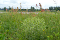 Kruisdistel; Field eryngo; Eryngium campestre