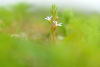 Kleine Kattenstaart; Grass-poly; Lythrum hyssopifolia